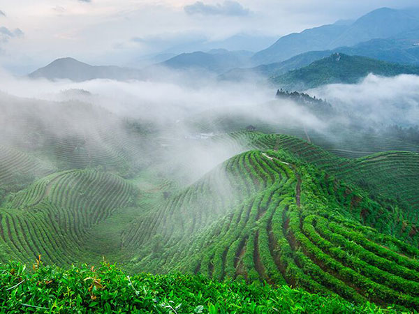 云霧繚繞、生態(tài)、有機(jī)茶園一角